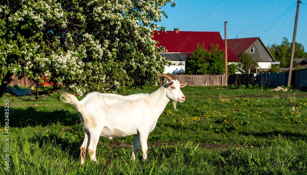 Fototapeta premium White goat in a grassy field near a flowering tree and small buildings