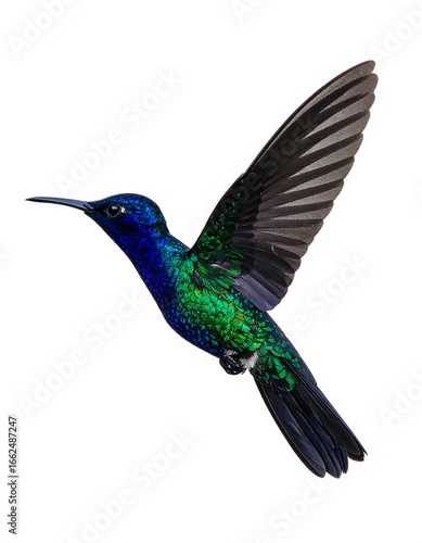 Vibrant hummingbird in flight