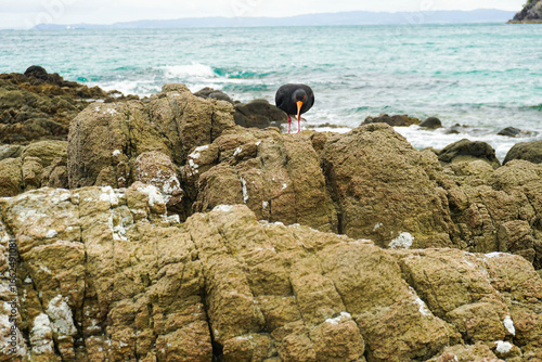 Smugglers Bay, Whangārei Heads, Northland, New Zealand