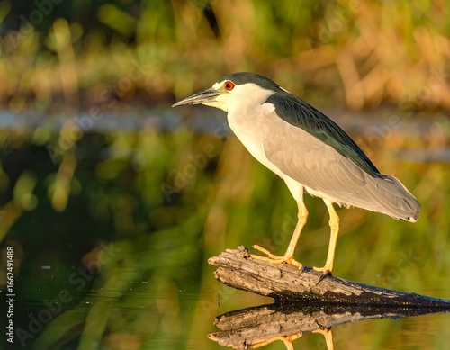 Black-crowned Night Heron on log