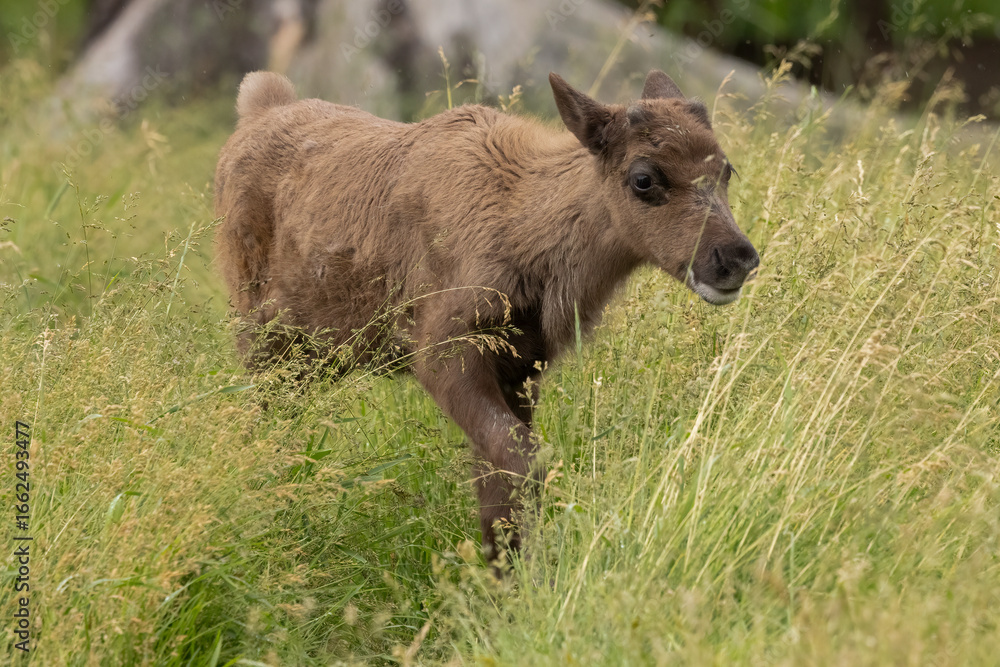Fototapeta premium Reindeer Caribou Rangifer tarandus Calf in Summer Grass – Wildlife Photography