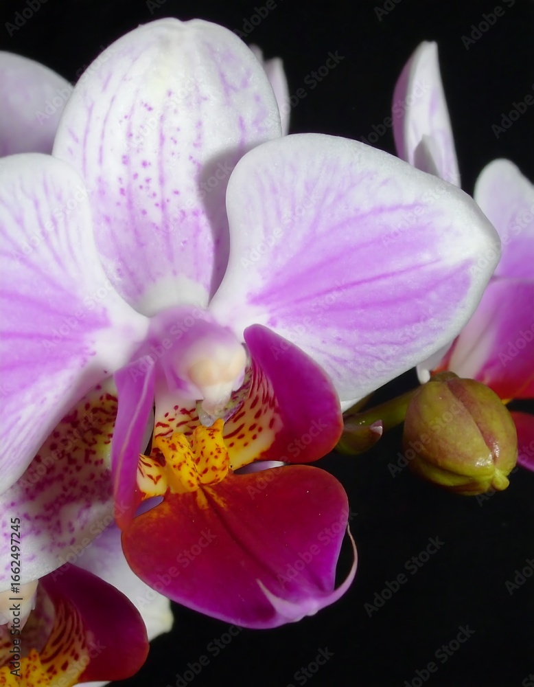 Obraz premium Close-up of vibrant orchid blossom