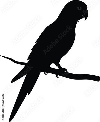 Silhouette of a parrot perched on a branch against a white background