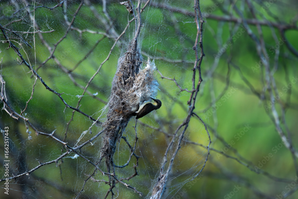 Fototapeta premium Small Sunbird try to reach its hanging nest covered with spider webs. it approaching the nest against a soft, blurred background.
