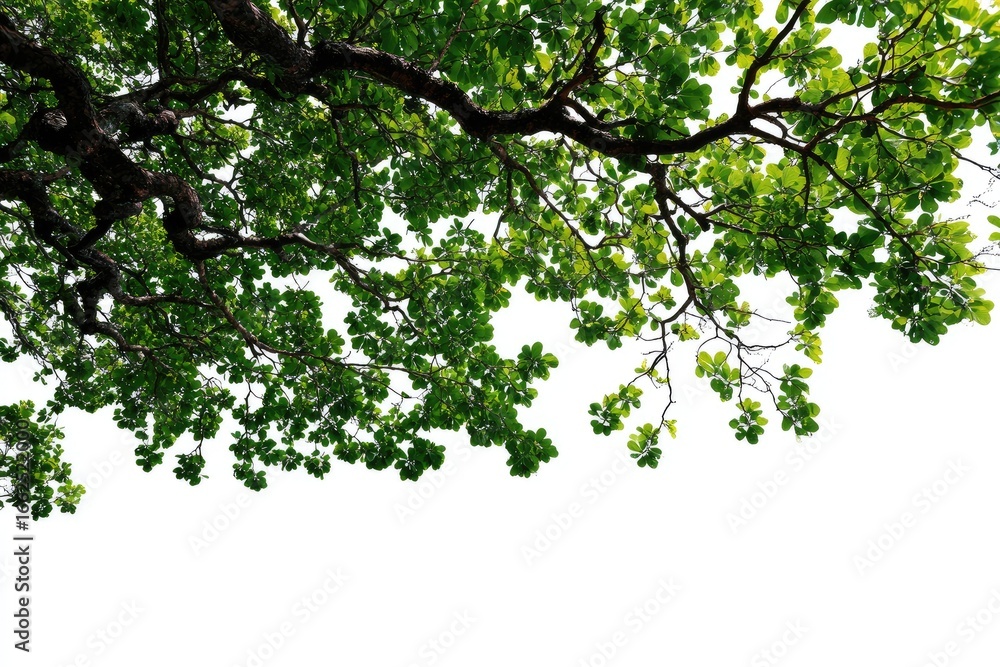 Fototapeta premium Lush green branches and leaves against a white background
