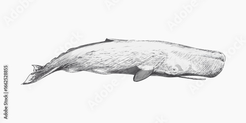 Sperm whale animal illustration vector