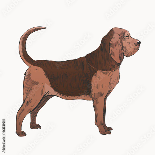 Bloodhound dog animal illustration vector