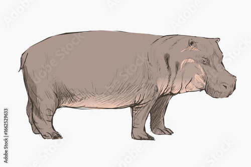 Hippopotamus sketch animal illustration vector