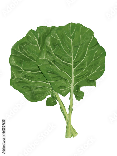 ケール（野菜）