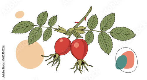 Capturing the vibrant essence of rose hips through detailed botanical illustration and artistic expression