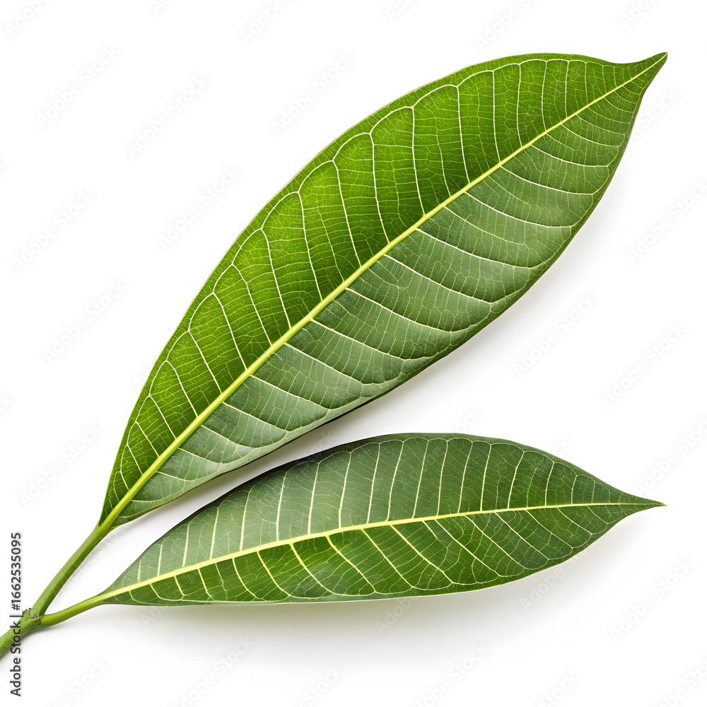 Fototapeta premium Mango leaf isolated on white background with green natural texture realistic clean design and detail