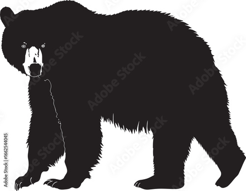A black bear standing in a white background.
