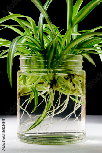 Valokuva Spider Plant Spiders Growing Roots in Water - Plant Propagation