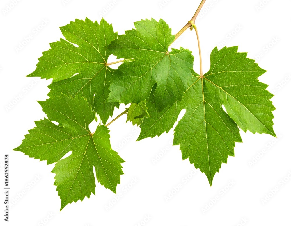 Fototapeta premium Fresh grape leaves
