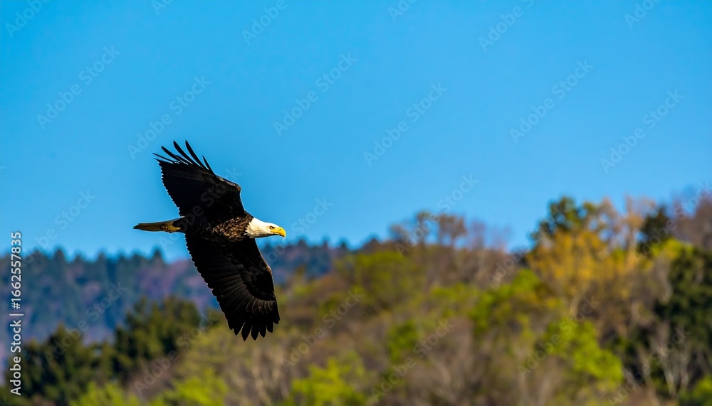 Obraz premium Bald Eagle Soaring Over Spring Landscape