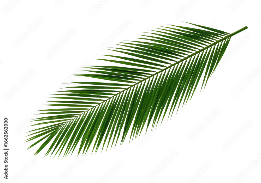 Obraz premium A single green palm leaf, isolated on a transparent background, showcasing natural beauty