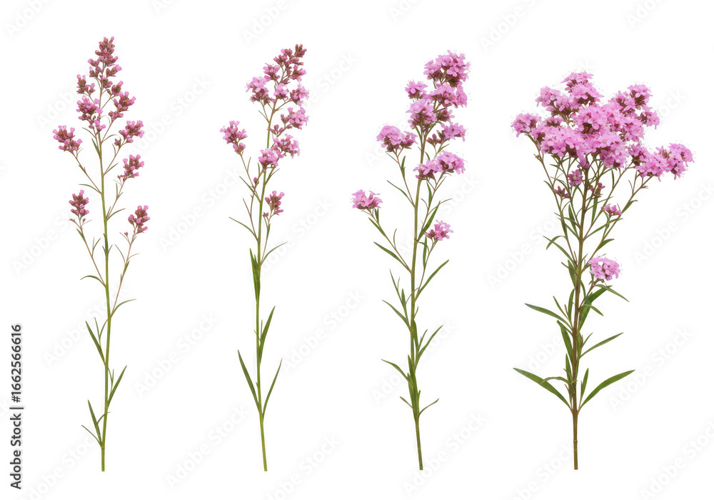 Naklejka premium Four delicate pink wildflowers with stems and leaves, isolated on transparent background