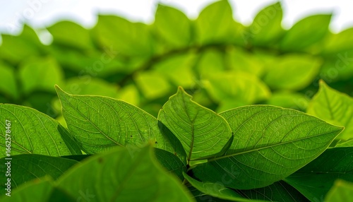 Lush green leaves close-up