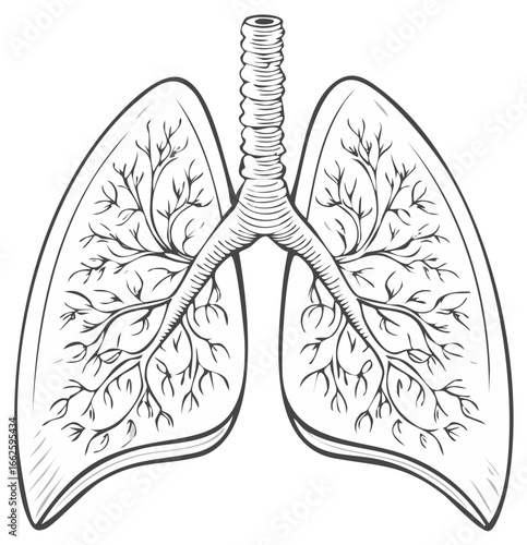 Lungs and Bronchial Tree Illustration, Respiratory System Outline for Education