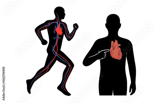 human heart functional system in body silhouette