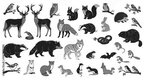 Australian animal silhouettes, kangaroo koala wombat emu echidna platypus lizard bird, wildlife art, vector illustration, nature design, fauna icon, outback species