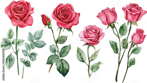 Collection of beautiful watercolor painted red and pink roses with green leaves on a white background
