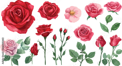 Collection of beautiful red and pink roses with green leaves and buds isolated on white background