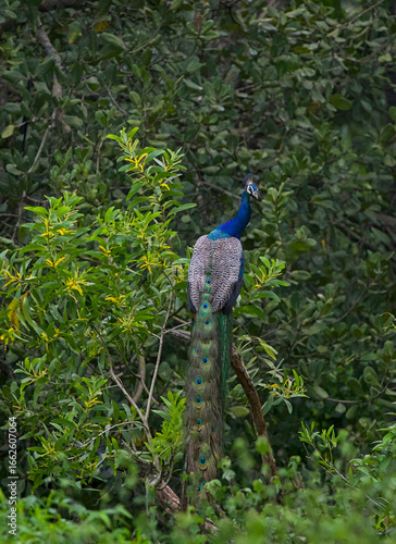 Peacock perched on tree branch