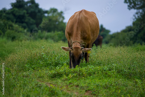 Cow grazing in a green meadow