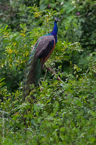 Peacock perched on tree branch