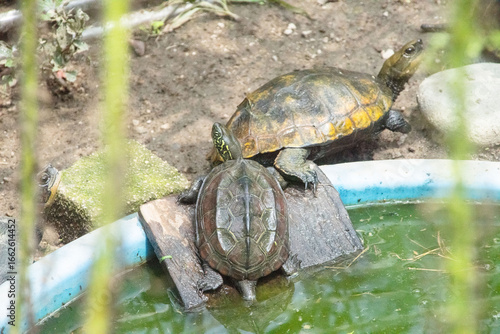 Fotografia イシガメとクサガメ