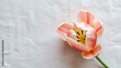 Wallpaper Mural Tulip on beige linen, soft focus and pastel tones creating a delicate aesthetic. Torontodigital.ca