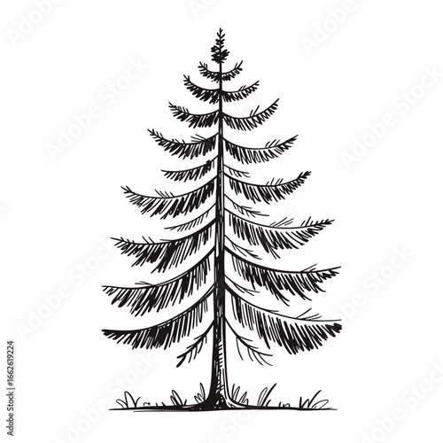 Hand drawn sketch of a tall evergreen pine tree with sparse grass