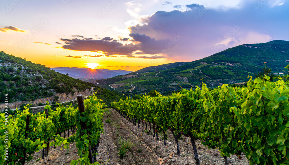 Fototapeta premium Vineyard rows under a colorful sunset with mountains in the background.