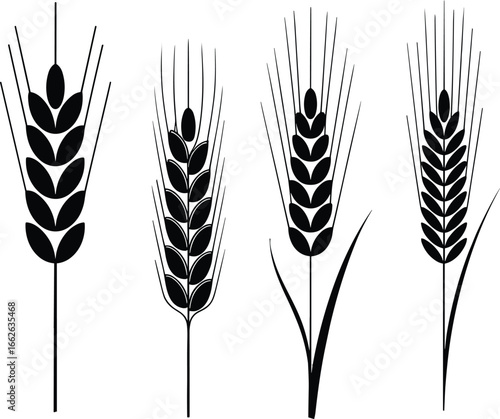 Wheat plant silhouette collection, agricultural crop vector, grain harvest icon, black wheat illustrations, farming plant design