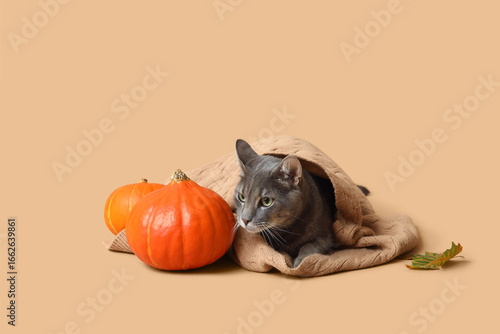 Cute cat with warm scarf an...