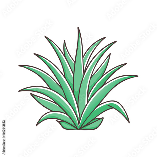 agave-plant