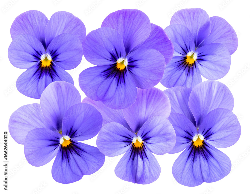 Firefly_A cluster of delicate purple pansy flowers with detailed petals, isolated on transpar Firefly_A cluster of delicate purple pansy flowers with detailed petals, isolated on transpar