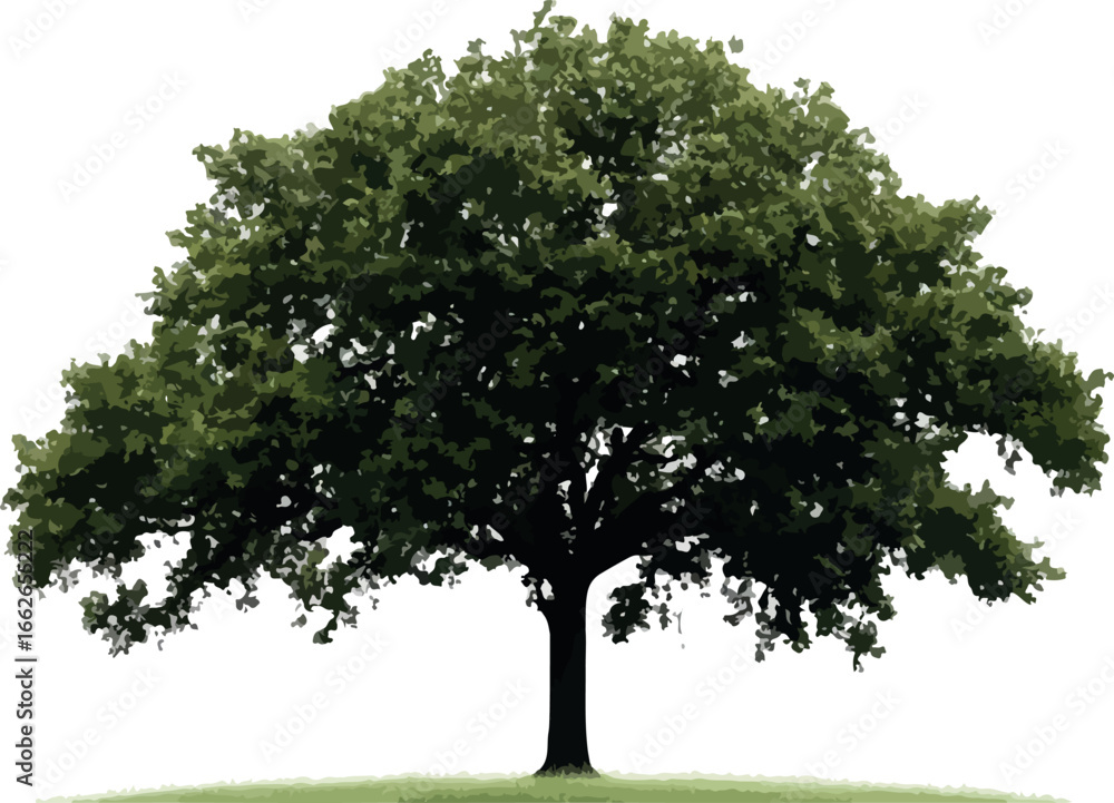 Fototapeta premium A lush green deciduous tree with a strong trunk and full canopy of leaves isolated on white