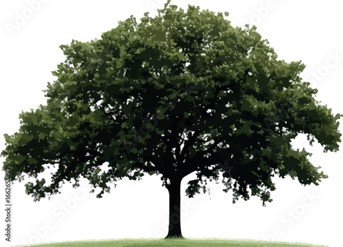 A lush green deciduous tree with a strong trunk and full canopy of leaves isolated on white