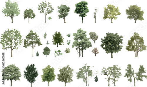 Collection of diverse deciduous and evergreen trees isolated on a white background for design