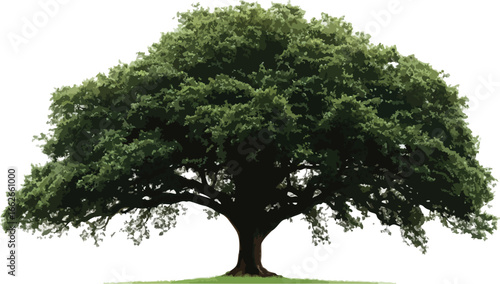 Majestic mature oak tree with lush green foliage isolated on a clean white background