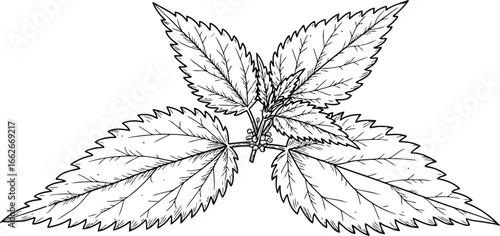 Nettle leaf line art illustration
