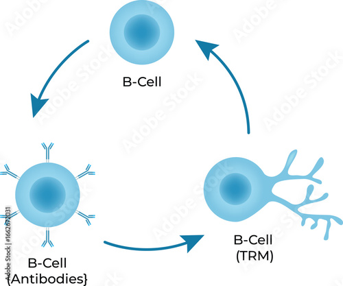 B-Cell, B-Cell with Antibodies, B-Cell Tissue Resident Memory Design Vector.