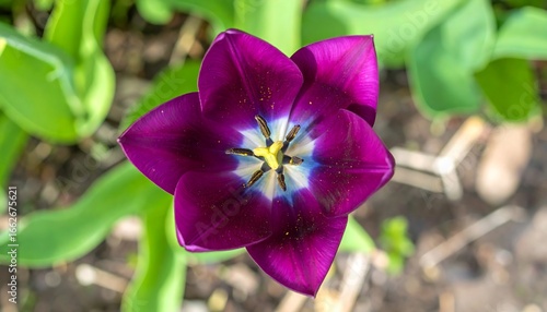 Close-up view of a single dark purple tulip