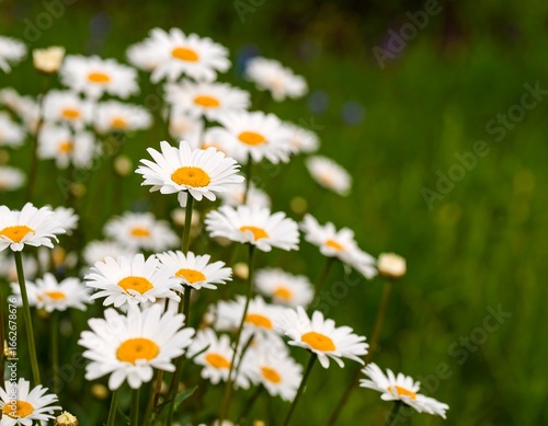Cluster of white daisies in a green field