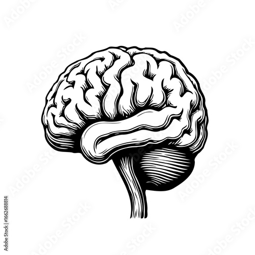 Detailed anatomical brain illustration with intricate linework showcasing intelligence and