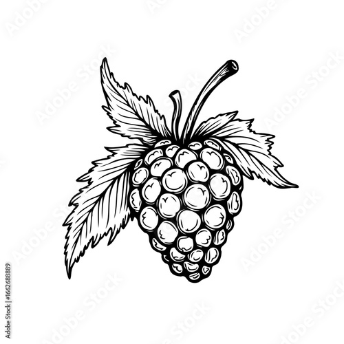 Detailed botanical illustration of a raspberry with leaves evokes vintage natural elegance minimal