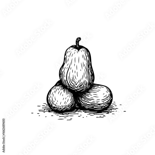 Elegant botanical illustration of organic produce a trio of squash and pears in a minimalist