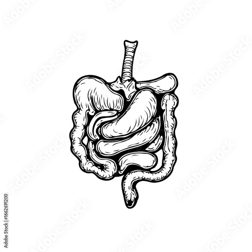 Human digestive system illustration showcasing bowel anatomy for education and health awareness